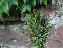Braunstieliger Streifenfarn (Asplenium trichomanes ssp. quadrivalens D.E.Mey)