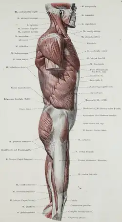 Gluteus maximus, Ansicht von lateral.