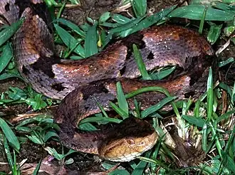 Brazils Lanzenotter (Bothrops brazili)