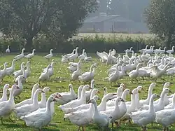 Gänsezucht in Brockdorf