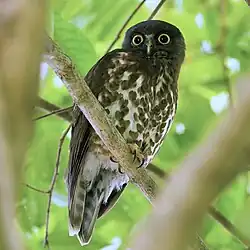 Falkenkauz (Ninox scutulata)
