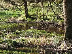 Der Mühlgraben entspringt in der Brucker Lache und fließt in die Regnitz