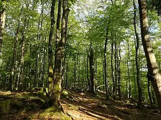 Buchberg bei Reicholdsgrün (2018)