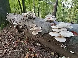 Fruchtkörper auf Buchen-Totholz im Bergischen Land