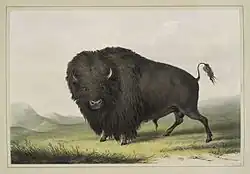 Grasender Bisonbulle, 1845