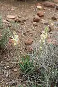 Bulbine triebneri