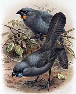 Nordinsel-Lappenkrähe (mit blauen Hautlappen), Südinsel-Lappenkrähe (mit orangen Hautlappen)