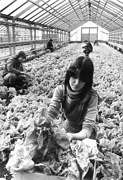 Salaternte im VEG Warnitz (1985)