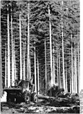 Holzwirtschaft (Holzrücken) am Valtenberg in den 1980er Jahren