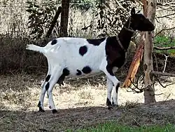 Bunte Holländische Ziege