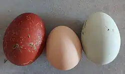 grüne, weiße und braune Eier klein und groß