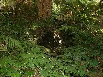 Ein Bach im Bunya-Mountains-Nationalpark