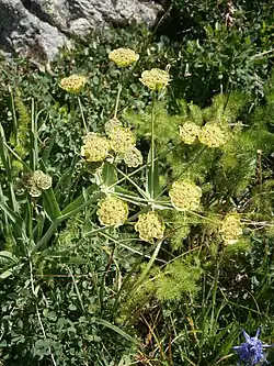 Sterndolden-Hasenohr