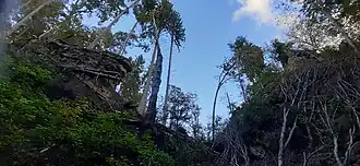 Blick vom Wanderweg in die Wutachschlucht auf Halsgraben und Westecke der Südwand der Palasruine.