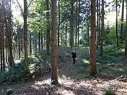 Burgstallberg II. Wallanlage mit Einschnitt