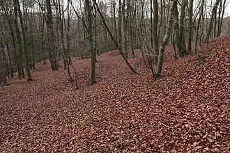 Bild 9: Blick nach Westen zur Spornspitze, die Bebauungsgrenze in dieser Richtung ist durch rezente Störungen nicht ganz klar (November 2013)