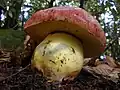 Butyriboletus autumniregius