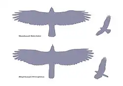Vergleich Flugbild Mäusebussard – Wespenbussard