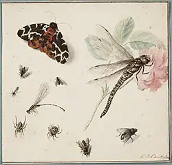Insekten, zwischen 1811 und 1840