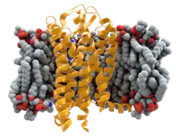 C-C-Chemokinrezeptor Typ5