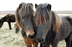 Links ein Schwarzbrauner, Rechts ein Rappe mit ausgebleichter Mähne.