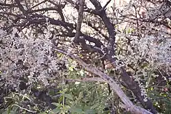 Die afrikanische Strauchart Cadaba schroeppelii