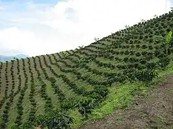 Kaffee-Kulturlandschaft