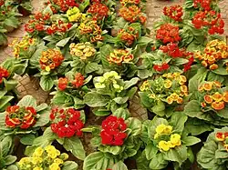 Zimmer-Pantoffelblume (Calceolaria ×herbeohybrida)