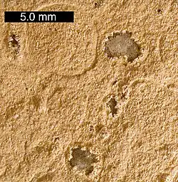 Calcit-Kügelchen („sphärische Lapilli“) aus den Alamo-Einschlag-Lagerstätten nahe Irish Range, Nevada. Maßstabsbalken ist 5,0 mm.