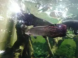 Arapaima gigas