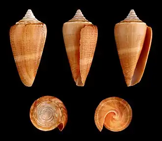 Conus furvus