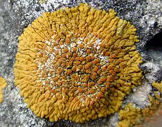 2017 Variospora flavescens