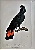 Rotschwanz-Rabenkakadu in Conspectus Psittacorum