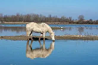 Camargue-Pferd im Naturschutzgebiet