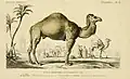 Dromedar in Dictionnaire universel d’histoire naturelle