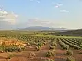 Olivenfelder in der Gemeinde von Torredelcampo
