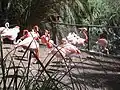 Flamingos