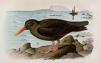 Kanarischer Austernfischer aus David Armitage Bannerman: An Ornithological Expedition to the Eastern Canary Islands - Part I In: The Ibis Vol. 2, 10th Series 1914