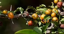 Canthium coromandelicum (auch Canthium spinosum, Canthium inerme, Canthium horridum)