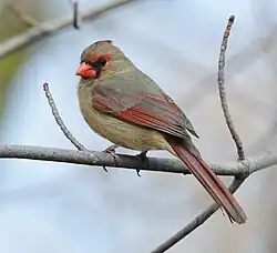 Rotkardinal, Weibchen