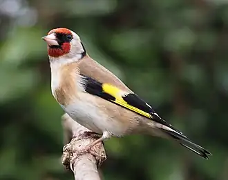 Stieglitz (Carduelis carduelis)