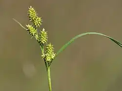 Grünliche Gelb-Segge (Carex demissa)