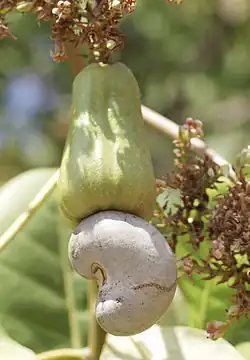 Cashewfrucht („Cashewapfel“ und „Nuss“)