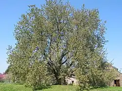 Flatterulme (Ulmus laevis)