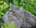 Maine Coon