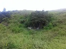 Höhle und heiliger Baum