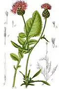 Abbildung der Skabiosen-Flockenblume von Jacob Sturm: a) Blütenzweig, b) Blatt, c) Pflanze, d) Blüte, e) tauber Griffel, f) Griffel, g) Staubgefäß, h) Früchte