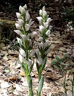 Kretisches Waldvöglein (Cephalanthera cucullata)