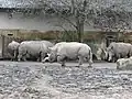 Nördliches Breitmaulnashorn