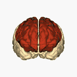 frontal lobe animation